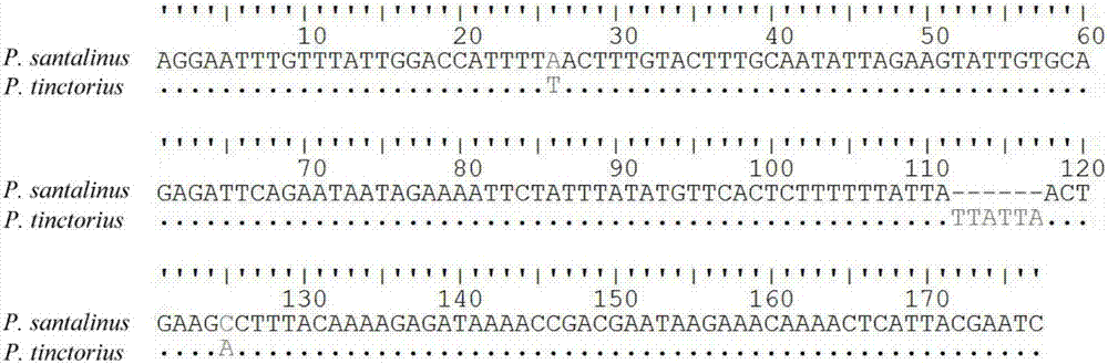 Miniature DNA (deoxyribonucleic acid) bar code for identifying pterocarpus santalinus and pterocarpus tinctorius, and identifying method and application of identifying method