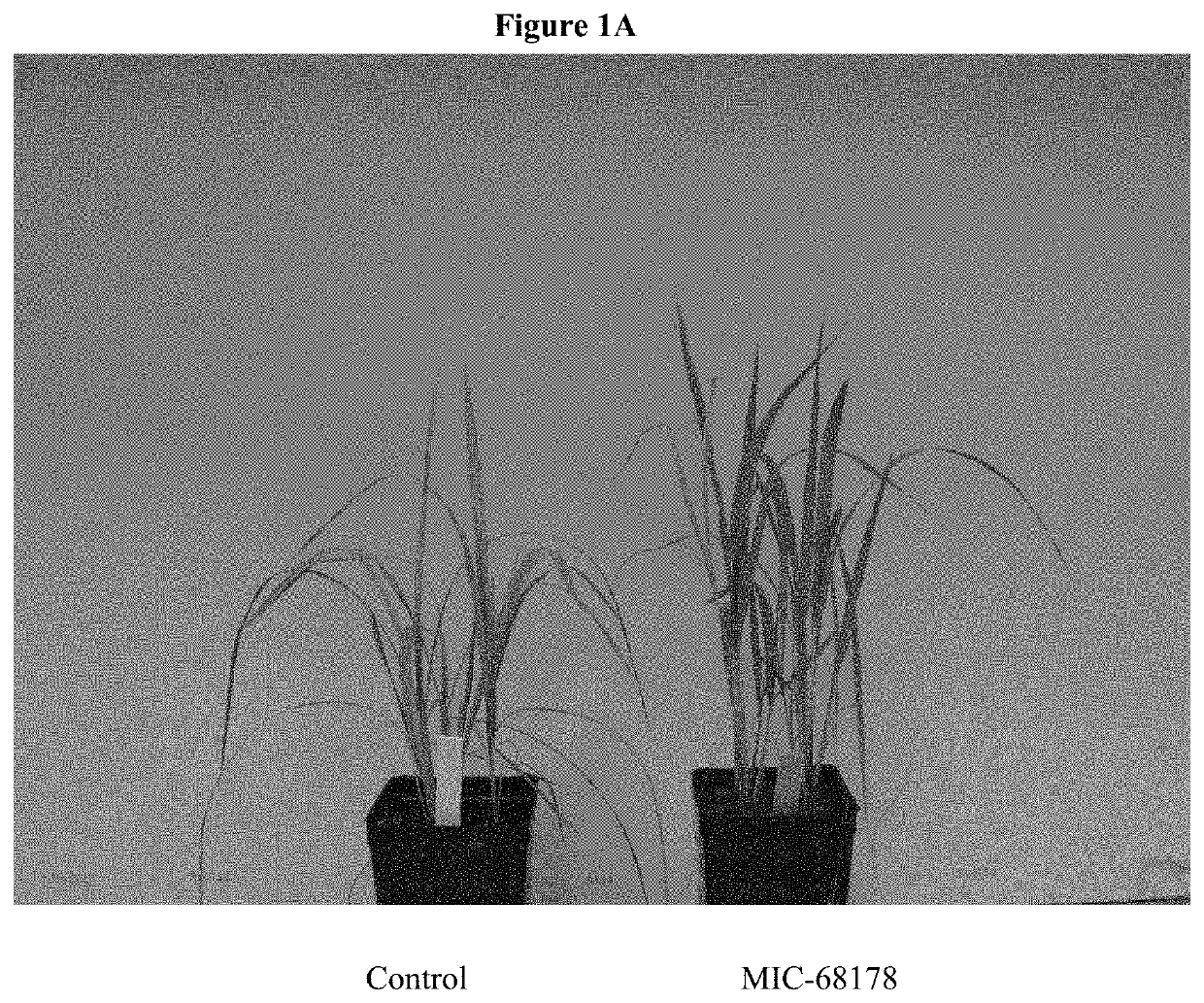 Endophyte compositions and methods for improvement of plant traits
