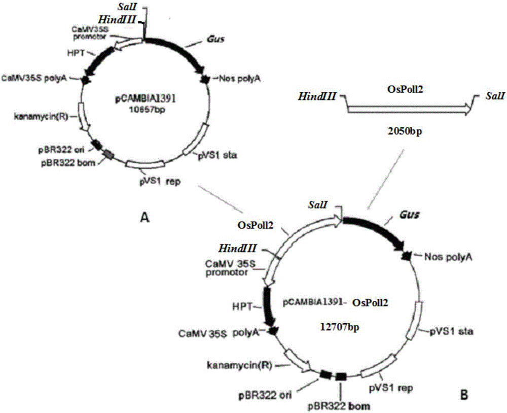 Rice pollen specific expression promoter OsPoll2 and application thereof