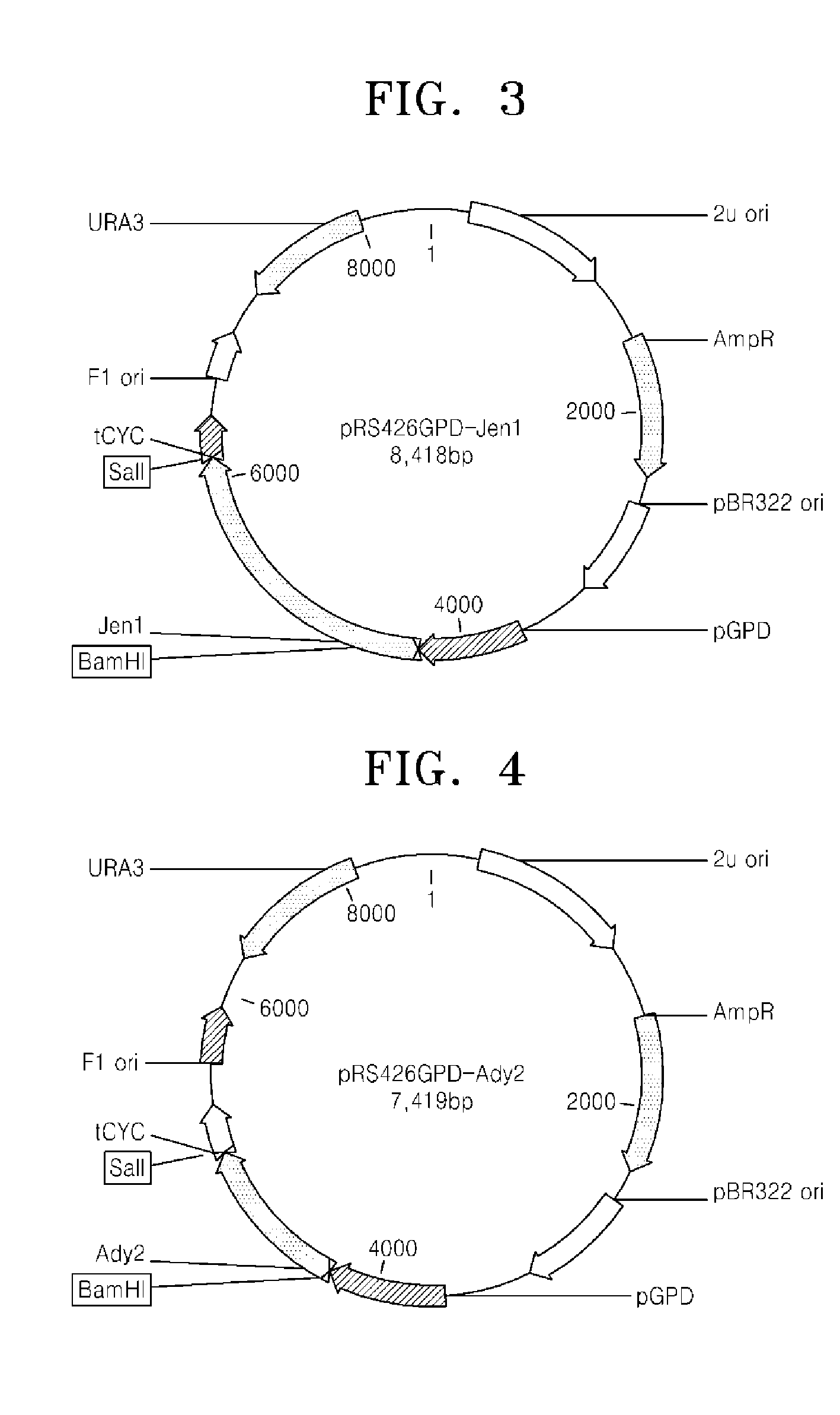 Microorganism over-expressing lactic acid transporter gene and having inhibitory pathway of lactic acid degradation, and method of producing lactic acid using the microorganism