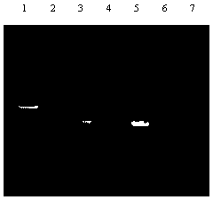 A kind of detection method of sweet potato black spot fungus