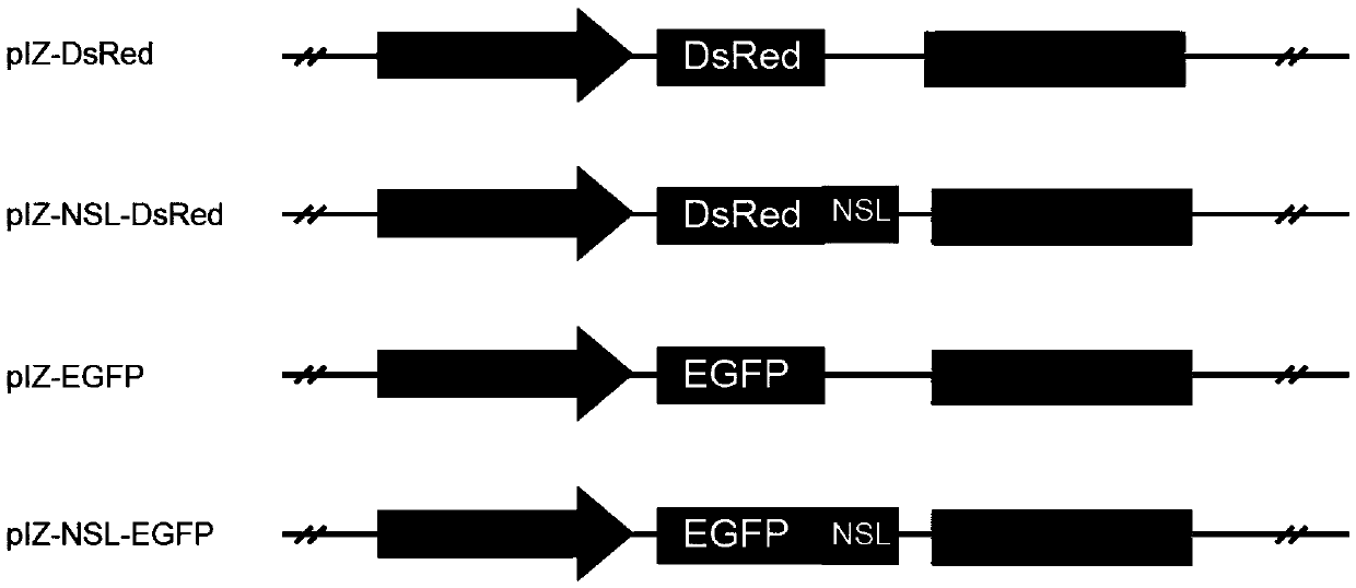 Protein fluorescence localization detecting system and method for fast detecting protein interaction and application thereof