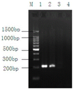 PCR amplification kit for detecting clonorchis sinensis metacercaria on basis of plastosome COI genes and amplification primer