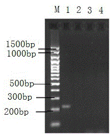PCR amplification kit for detecting clonorchis sinensis metacercaria on basis of plastosome COI genes and amplification primer