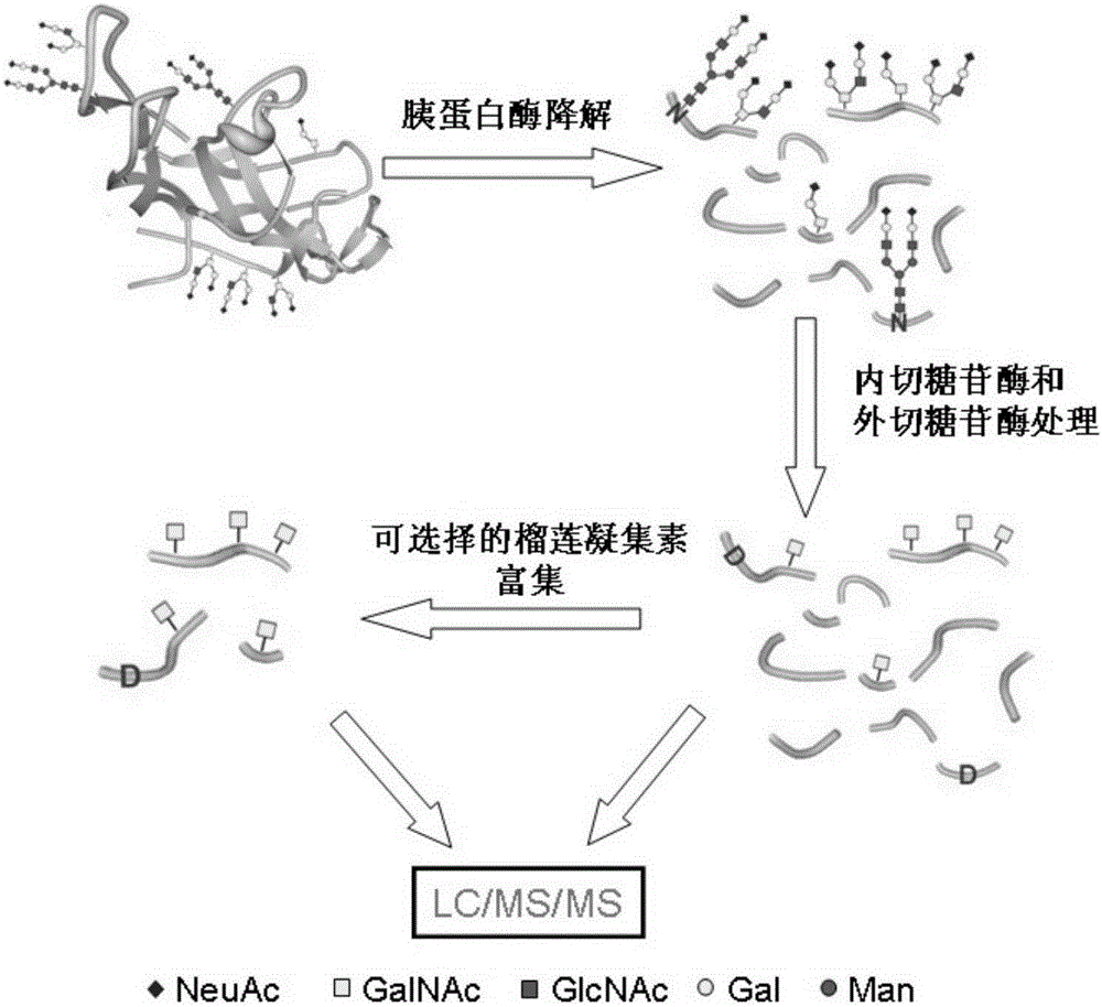 A method for analyzing protein O-glycosylation sites