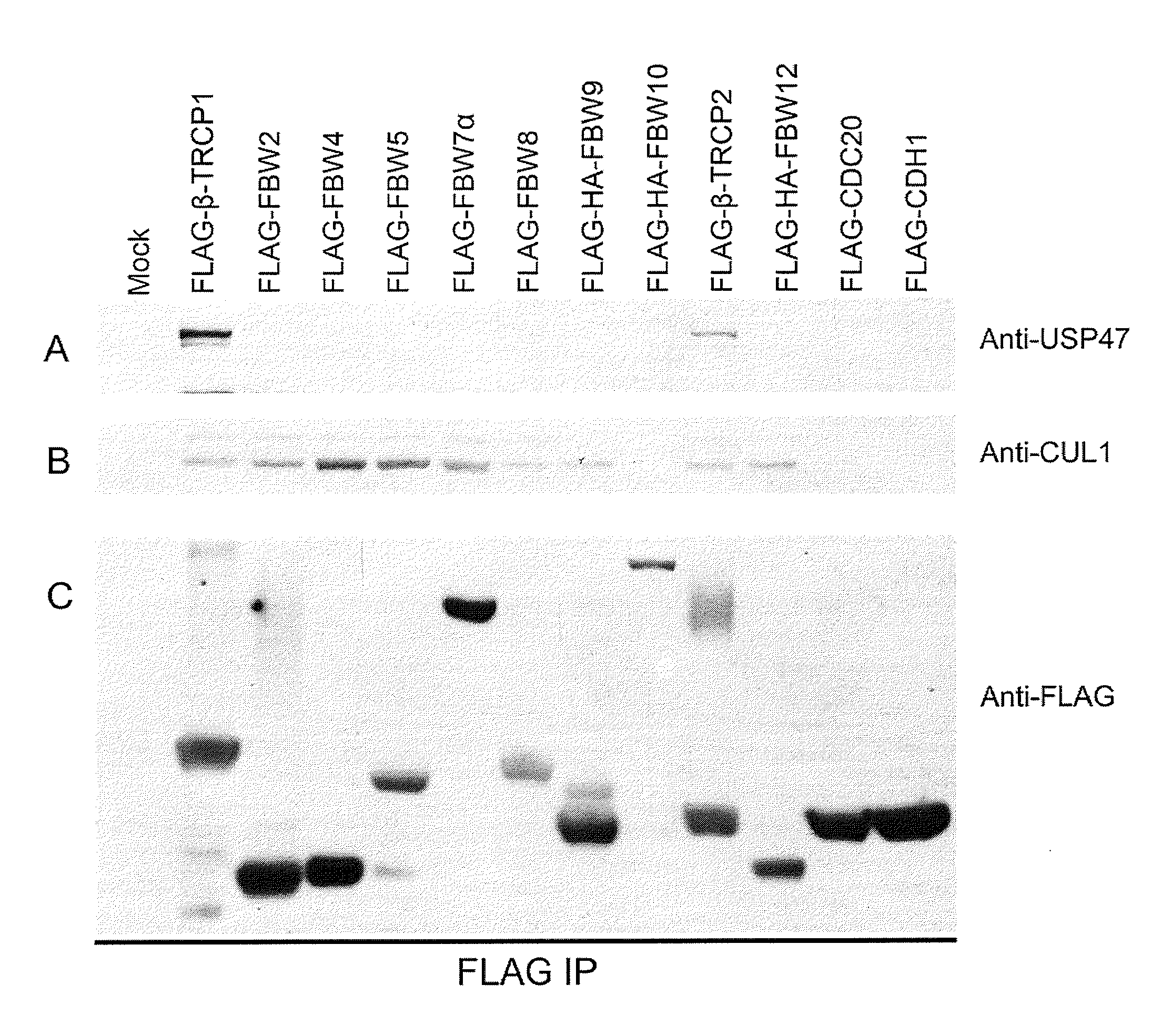 USP47 Inhibtors and Methods to Induce Apoptosis