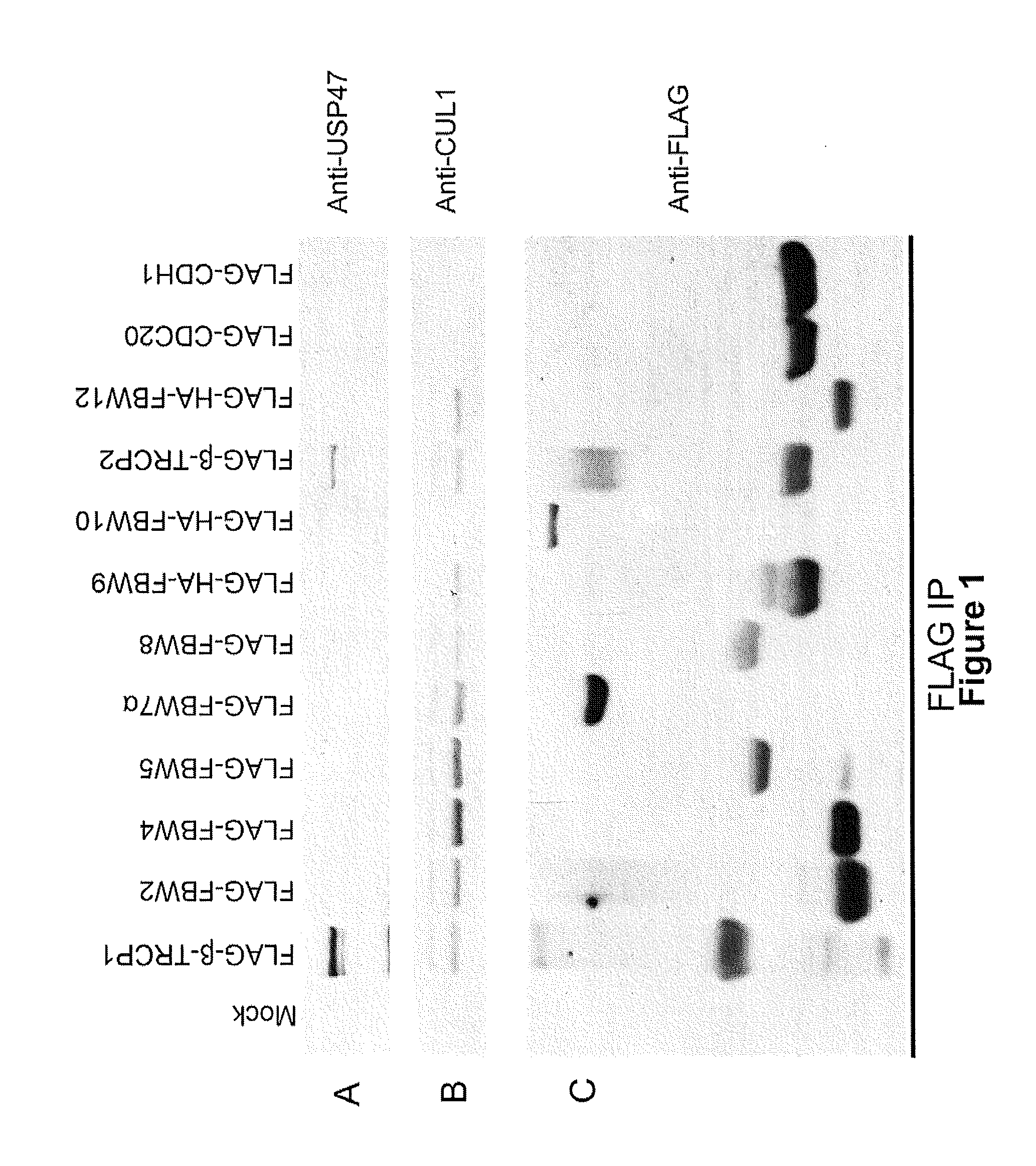 USP47 Inhibtors and Methods to Induce Apoptosis