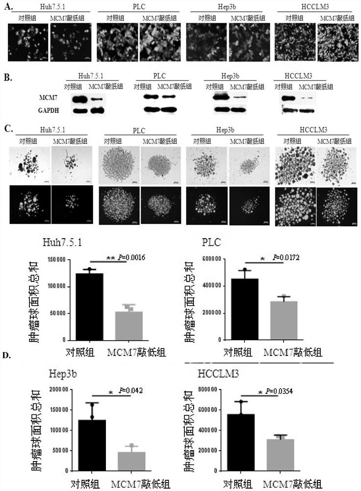 Use of reagent in preparing medicine, interference fragment, method for inhibiting self-renewal of liver cancer tumor stem cells and medicine for treating liver cancer