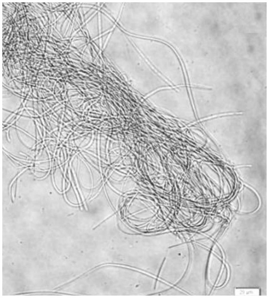 High-temperature-resistant high-carbohydrate-yield thermal-spring cyanobacteria and application thereof