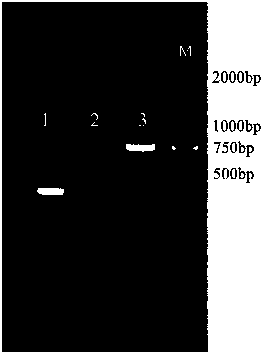 Anti-amantadine (Anti-AMD) single-chain antibody scFv, and preparation method and application thereof