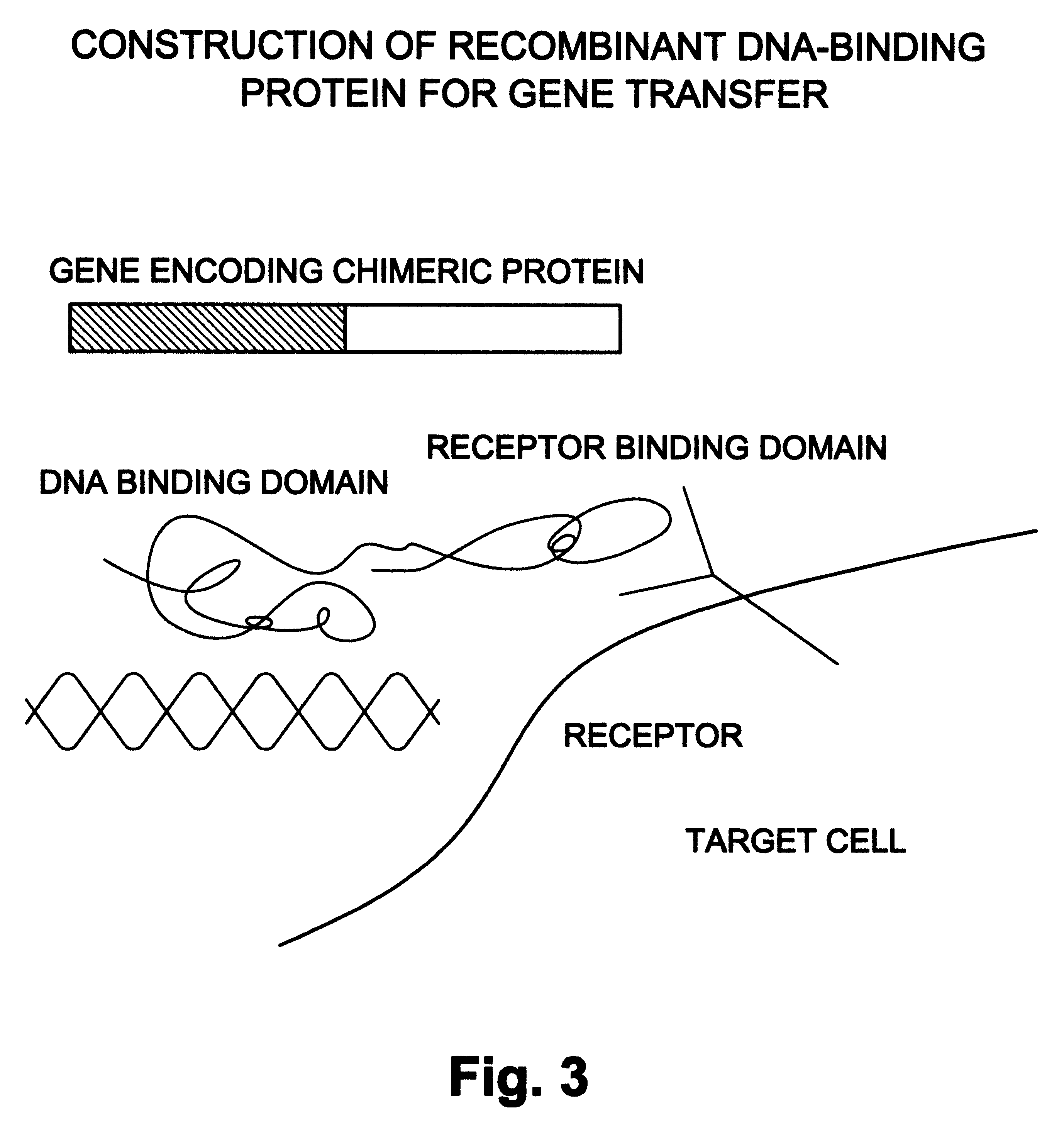 Natural or recombinant DNA binding proteins as carriers for gene transfer or gene therapy