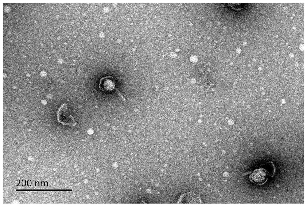 Rhodococcus pumilus bacteriophage P19 and application thereof
