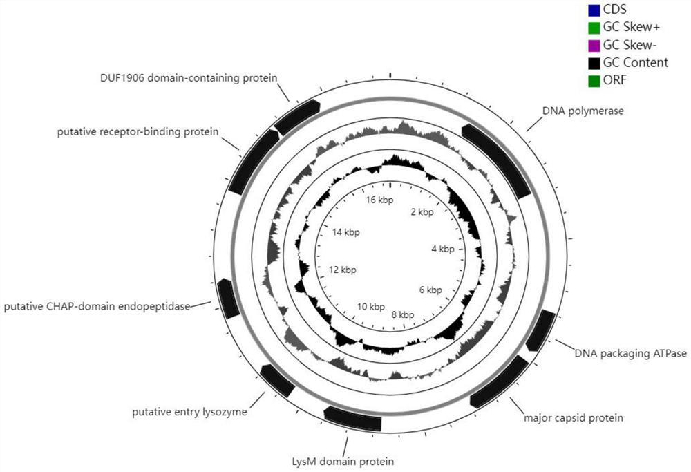 Rhodococcus pumilus bacteriophage P19 and application thereof