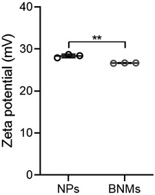 Bacteria-like nano-drug delivery system as well as preparation method and application thereof