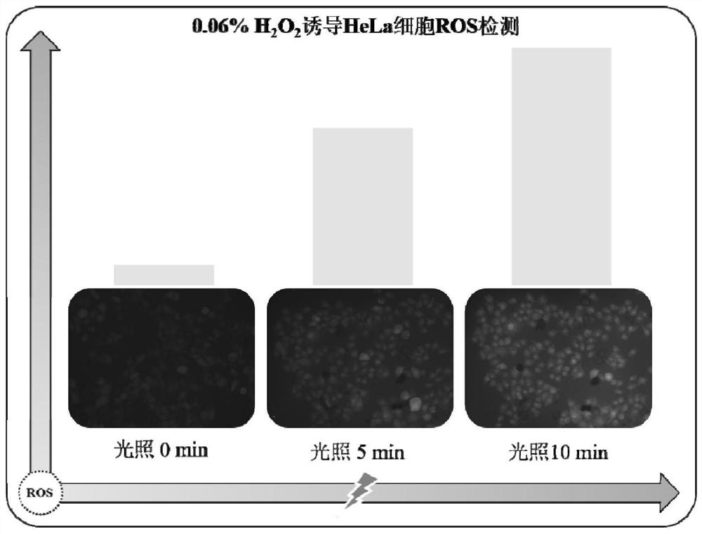 Low-concentration ROS detection method and application thereof