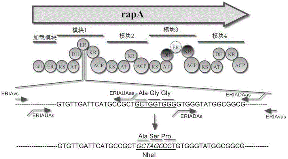 Rapamycin structural analogue and preparation method thereof