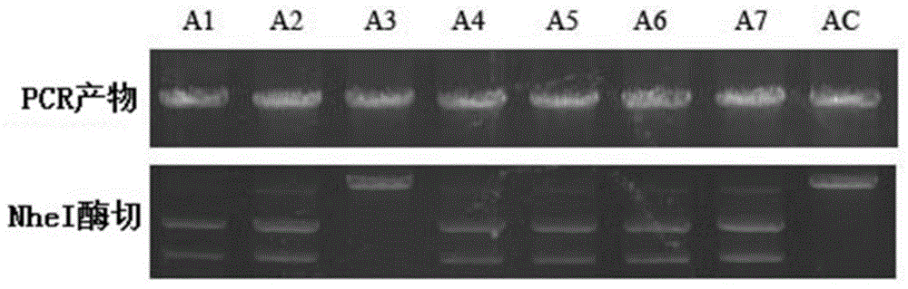 Rapamycin structural analogue and preparation method thereof