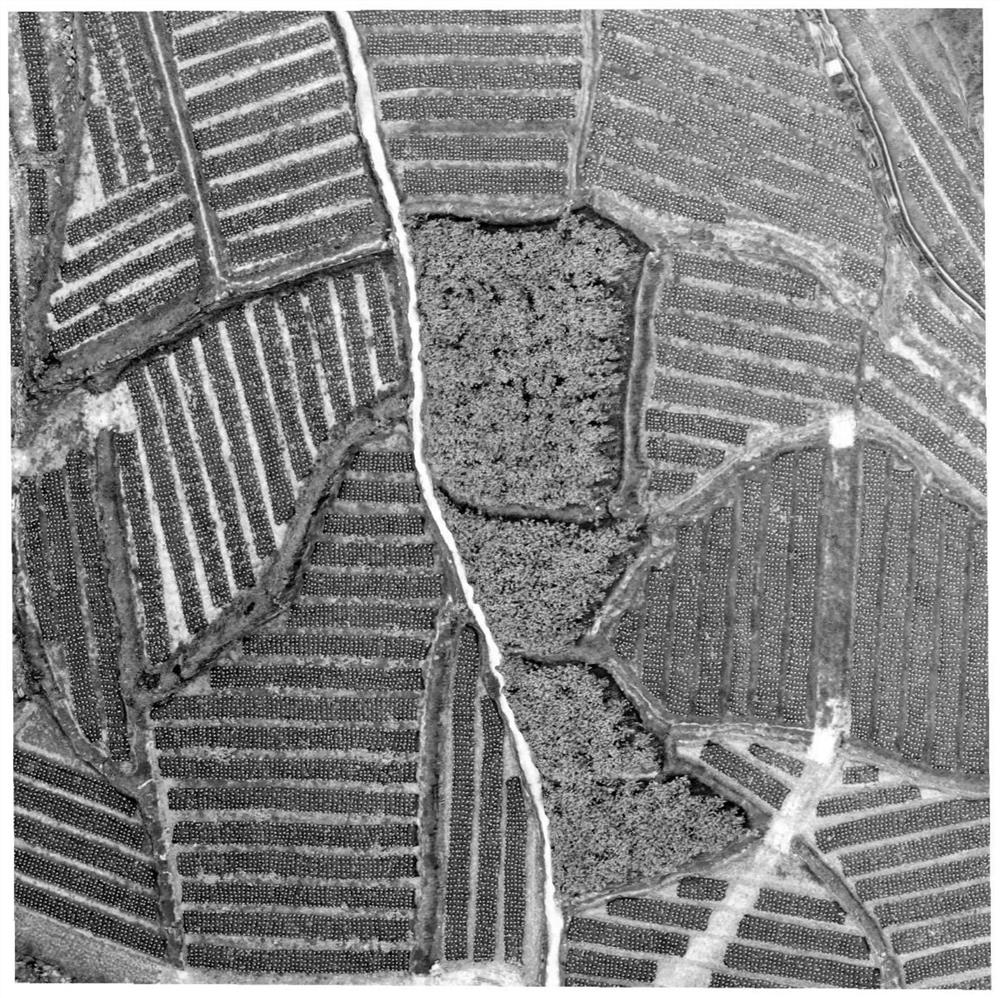 Edible mushroom yield estimation method based on unmanned aerial vehicle visible light remote sensing