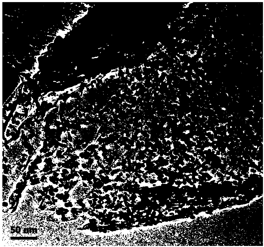 Metal nanoparticle loaded on graphene hydrogel composite material and preparation method and application thereof