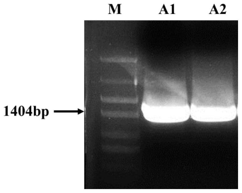 Mannuronan C-5 epimerase/alginate lyase encoding gene, and mannuronan C-5 epimerase/alginate lyase enzyme and preparation and application thereof