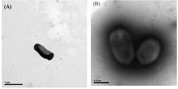 VBNC biphenyl degrading bacterium isolation and screening method and application