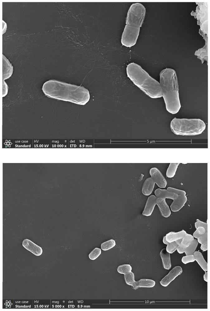 Bacillus martensii and application thereof