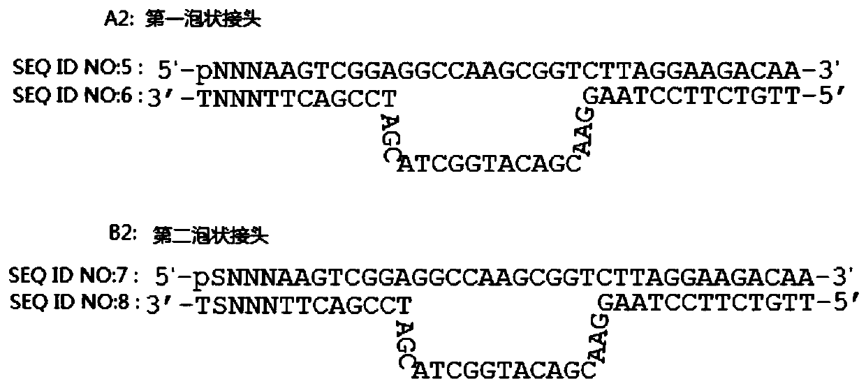 Blood plasma DNA library building method and kit