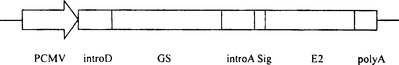 Method for expressing hepatitis C virus envelope protein E2 by mammal cell with high efficient secretion