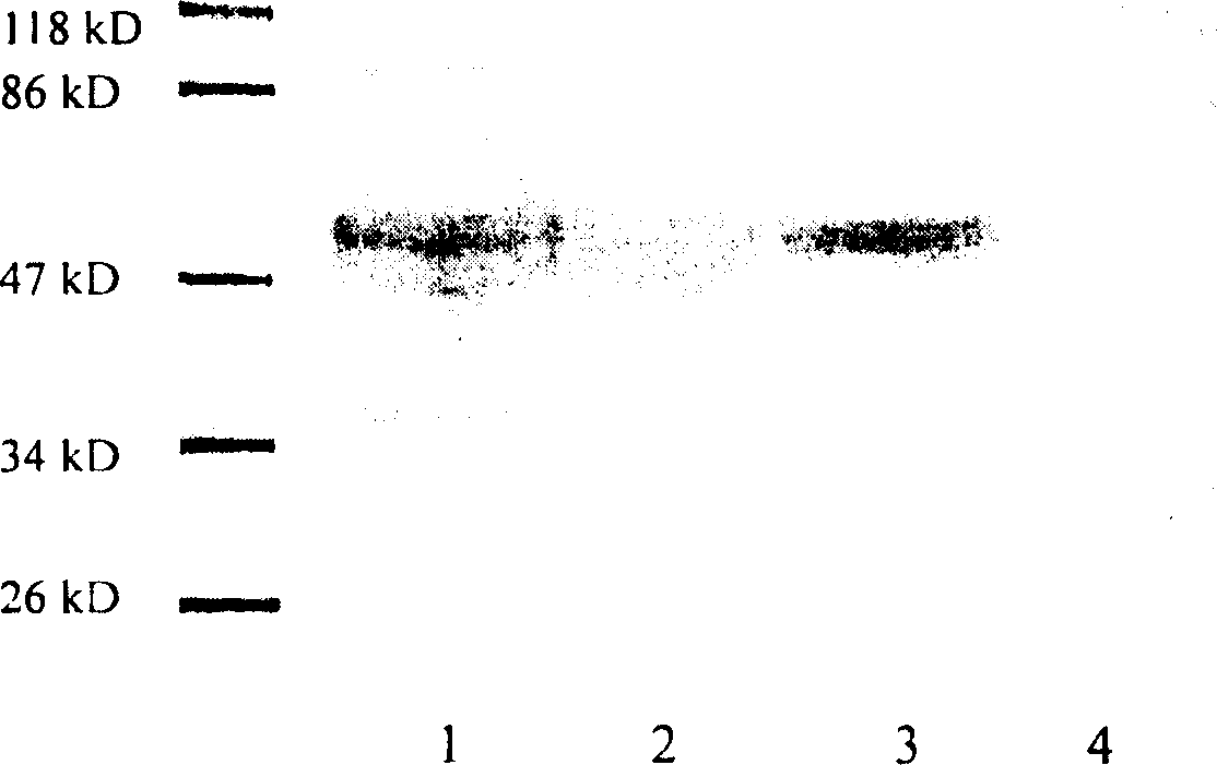 Method for expressing hepatitis C virus envelope protein E2 by mammal cell with high efficient secretion