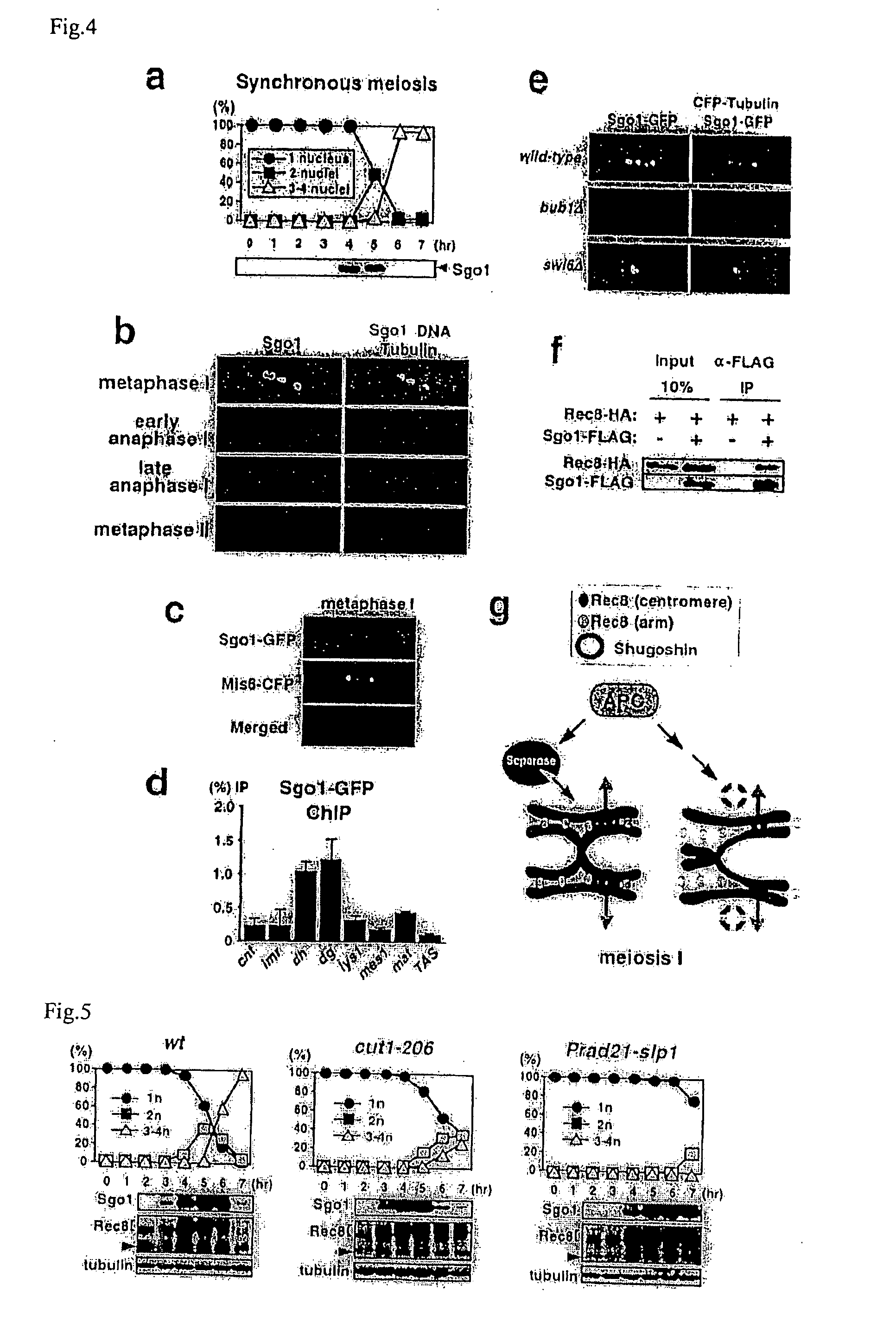 Novel centromeric protein shugoshin