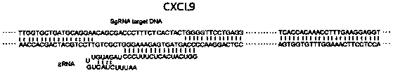 Method for screening biallelic mutant cell lines by Cas12a protein
