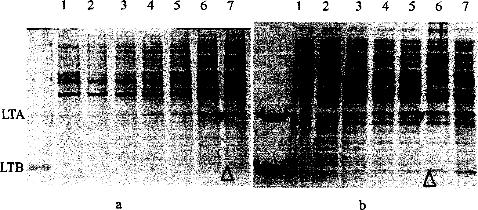 New type mutant of heatlabile enterotoxin from bacteria coli, and preparation method