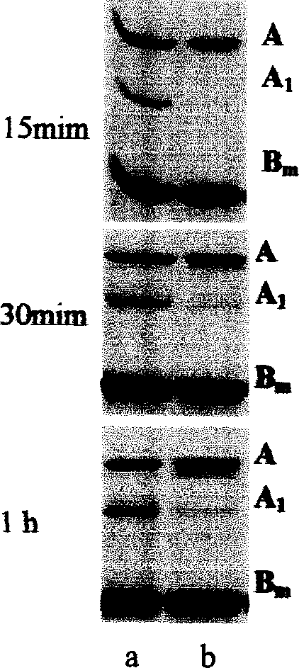 New type mutant of heatlabile enterotoxin from bacteria coli, and preparation method