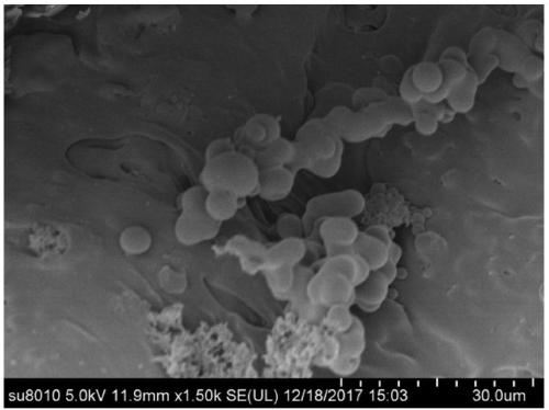 Carbon-based immobilized microbial agent soil conditioner and preparation method thereof