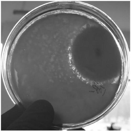 Carbon-based immobilized microbial agent soil conditioner and preparation method thereof