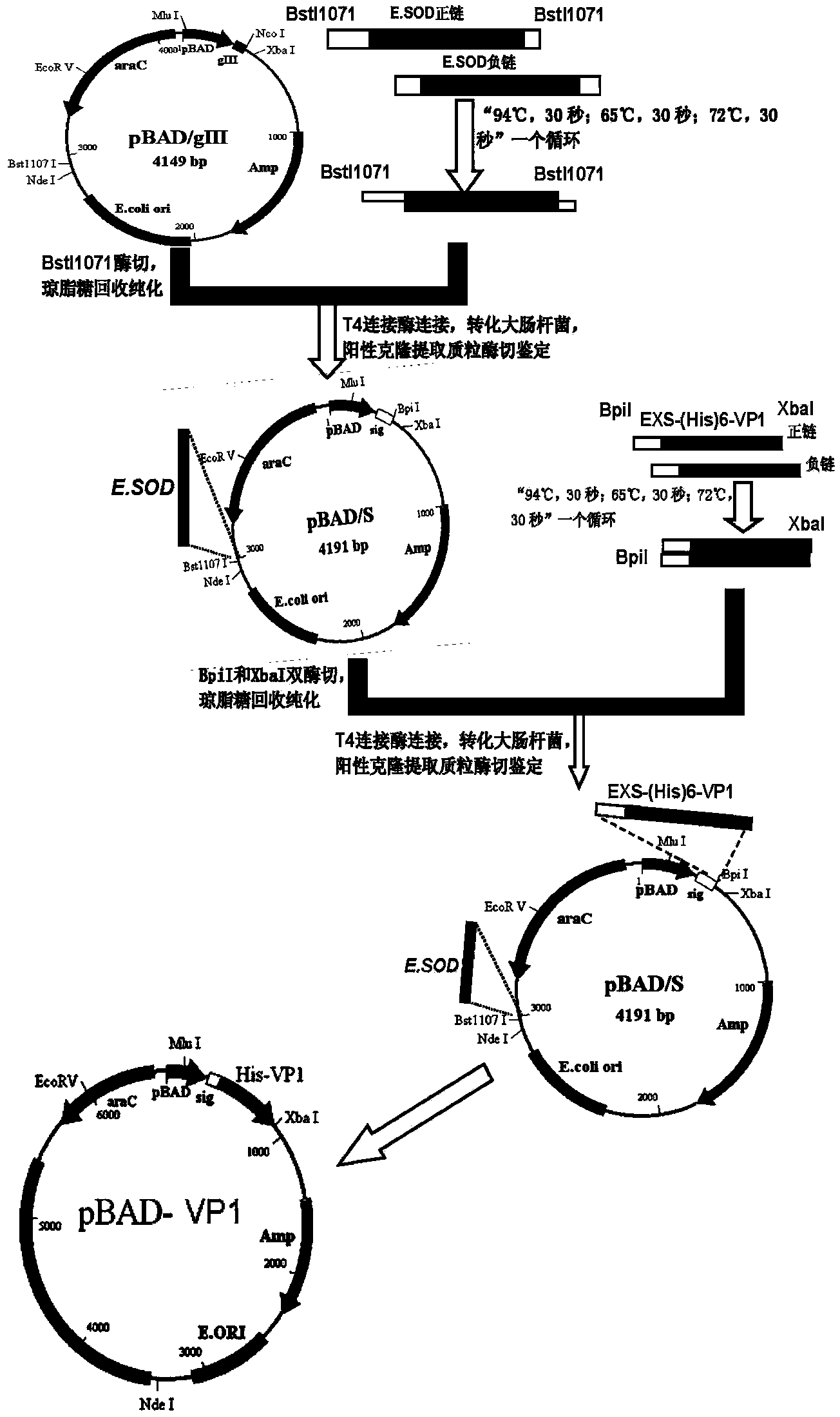 Recombinant bifidobacterium for preparing EV (Enterovirus) 71 vaccine as well as preparation method and application of recombinant bifidobacterium