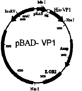 Recombinant bifidobacterium for preparing EV (Enterovirus) 71 vaccine as well as preparation method and application of recombinant bifidobacterium