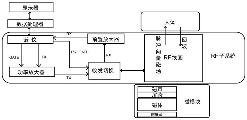 Nuclear magnetic resonance measurement system suitable for noninvasive quantitative detection of organs