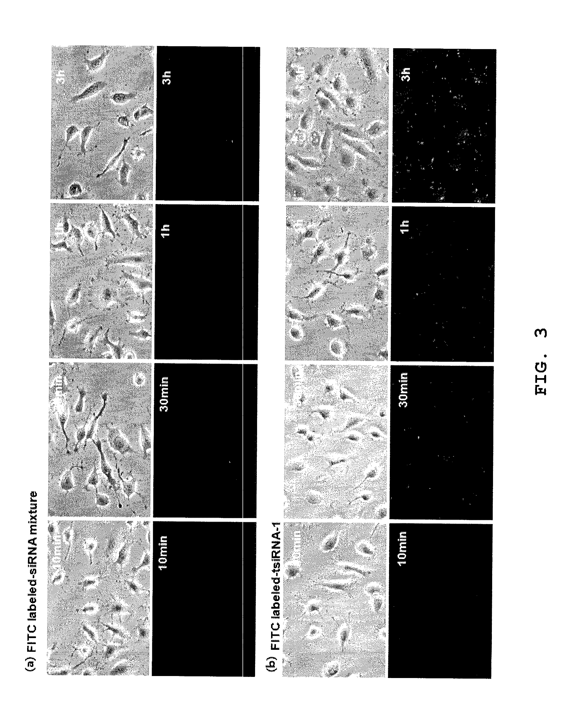 Small interference RNA complex with increased intracellular transmission capacity