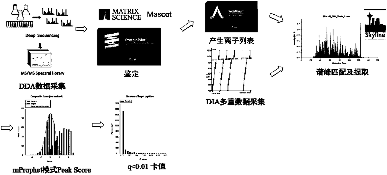 Protein quantification method based on dimethyl labeling DIA strategy