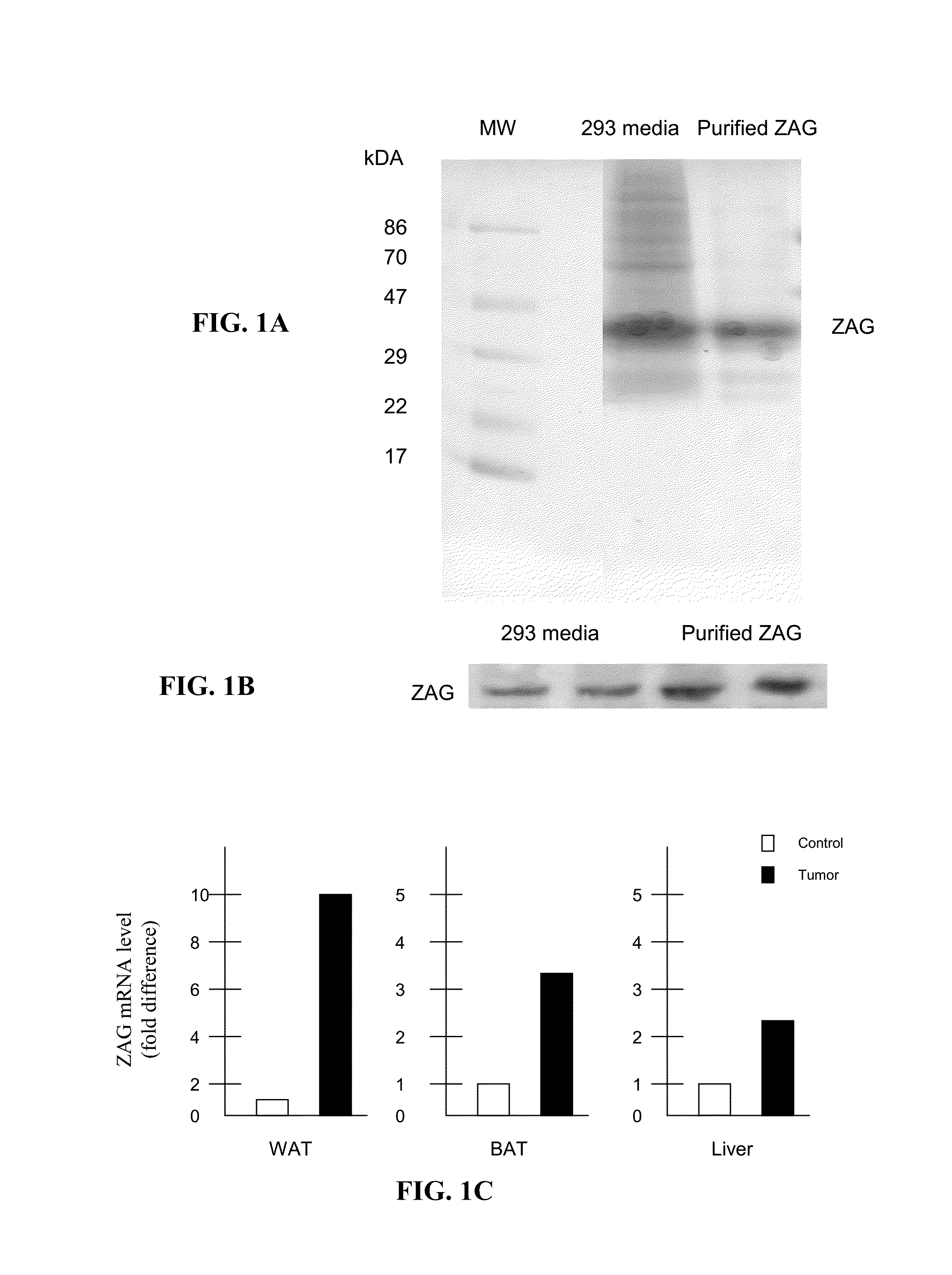 Glycoproteins having lipid mobilizing properties and therapeutic uses thereof