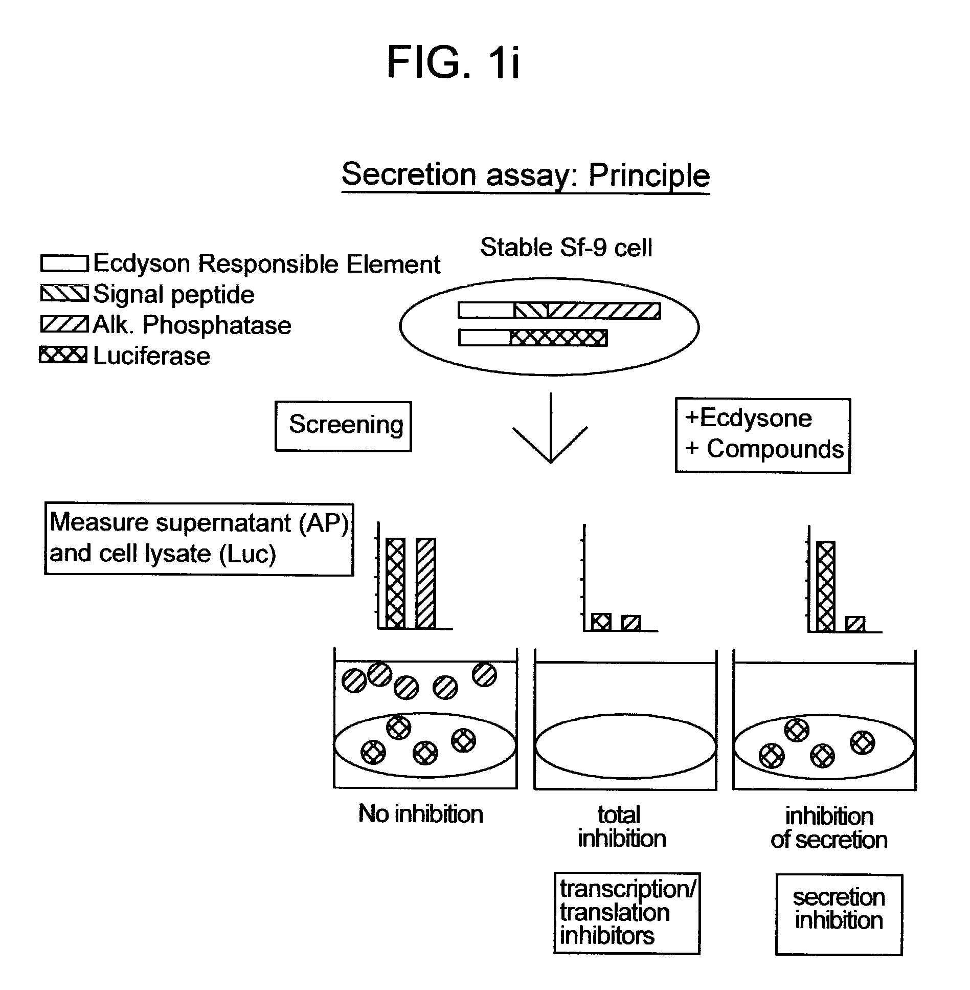 Assay for compounds affecting invertebrate cell secretory pathways