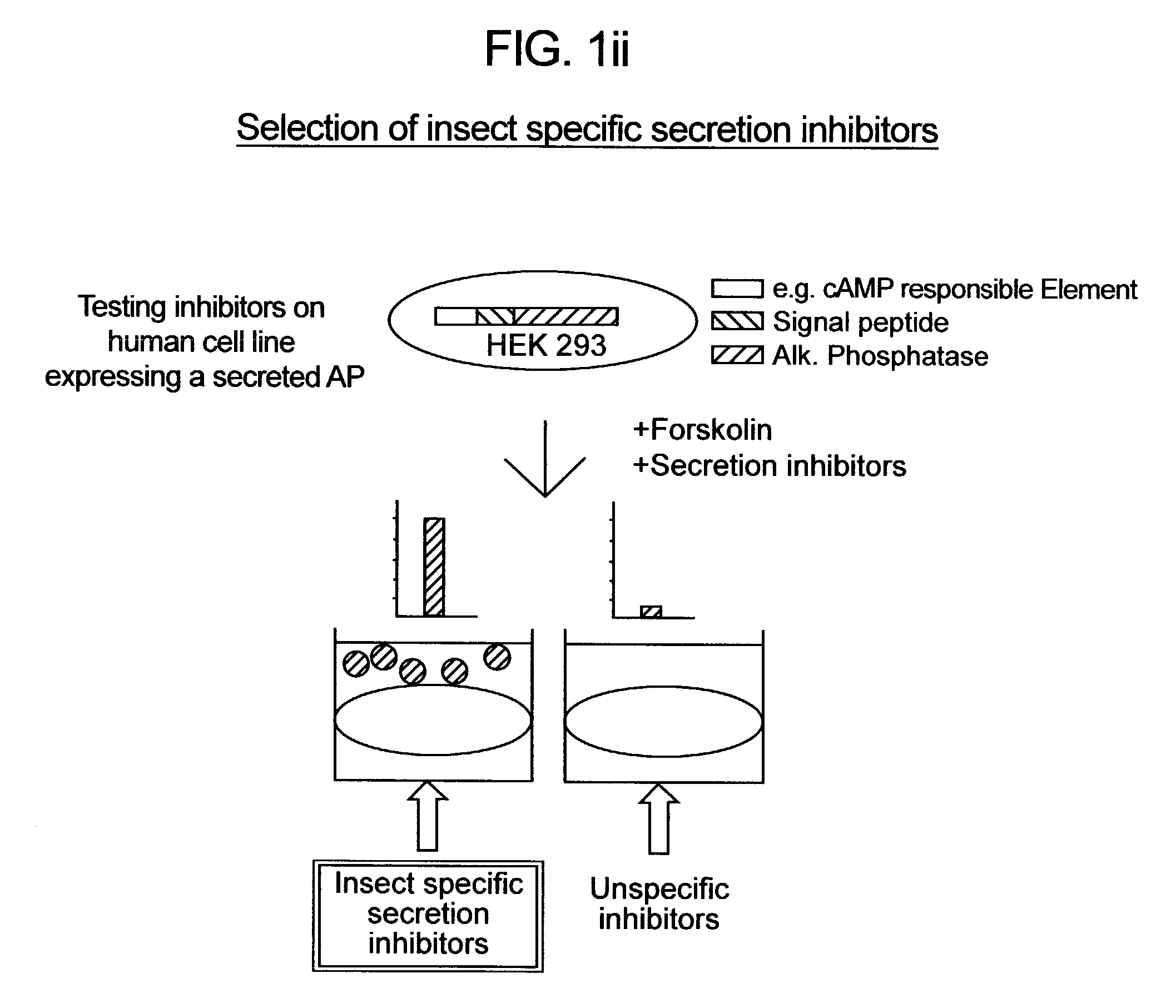 Assay for compounds affecting invertebrate cell secretory pathways