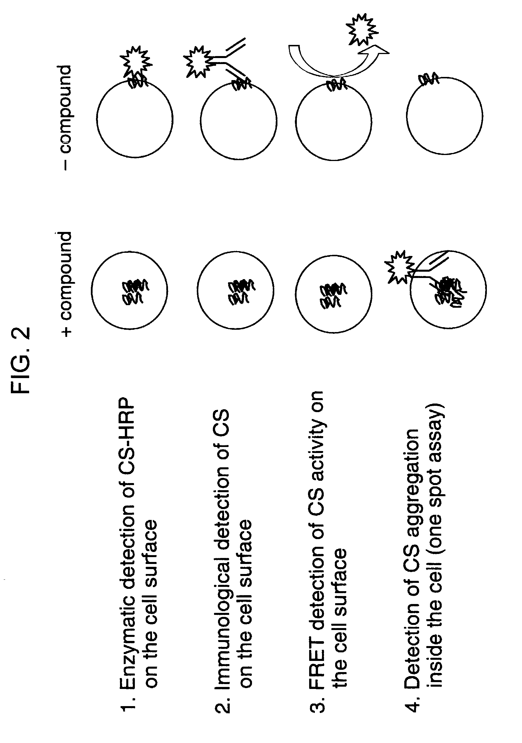 Assay for compounds affecting invertebrate cell secretory pathways