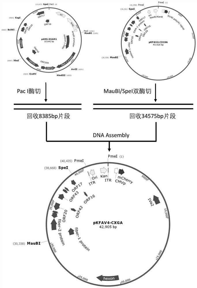 Avian 4-type adenovirus vector, construction method and attenuated live vaccine and application of avian 4-type adenovirus vector