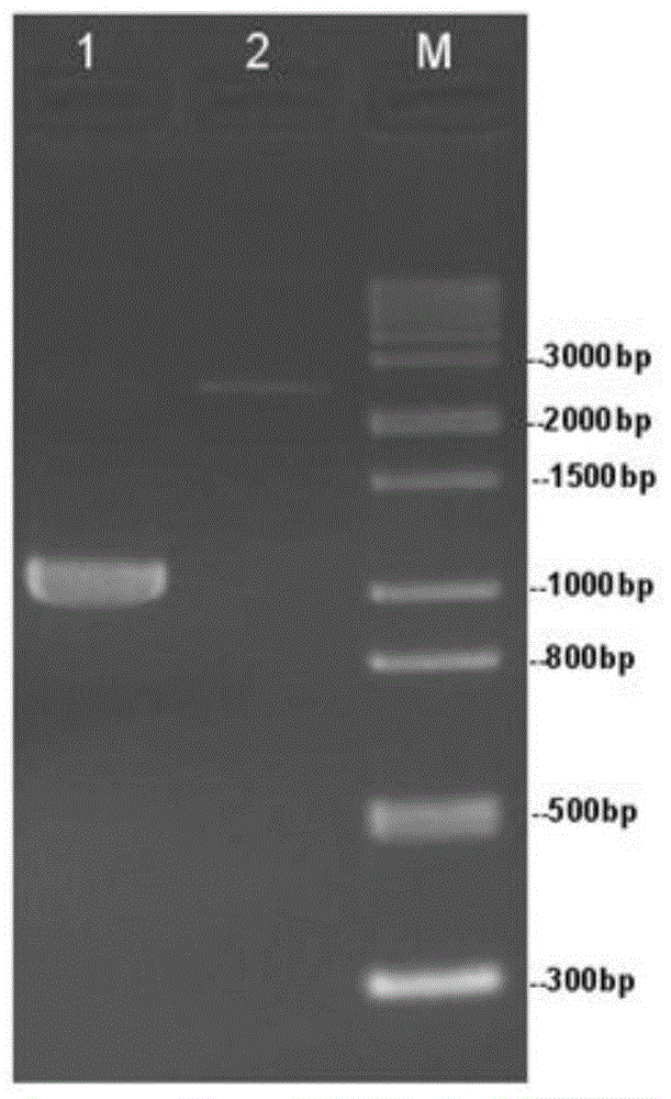 cDNA full-length sequence of zebrafish tmem132e gene and application thereof
