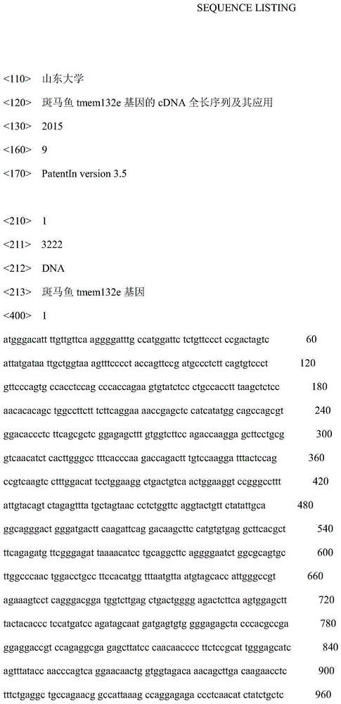 cDNA full-length sequence of zebrafish tmem132e gene and application thereof