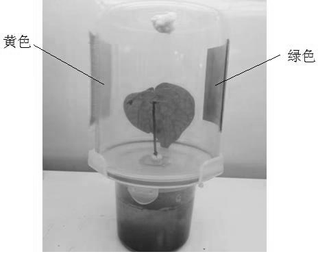 Silencing method of aleyrodid carotenoid synthetic gene