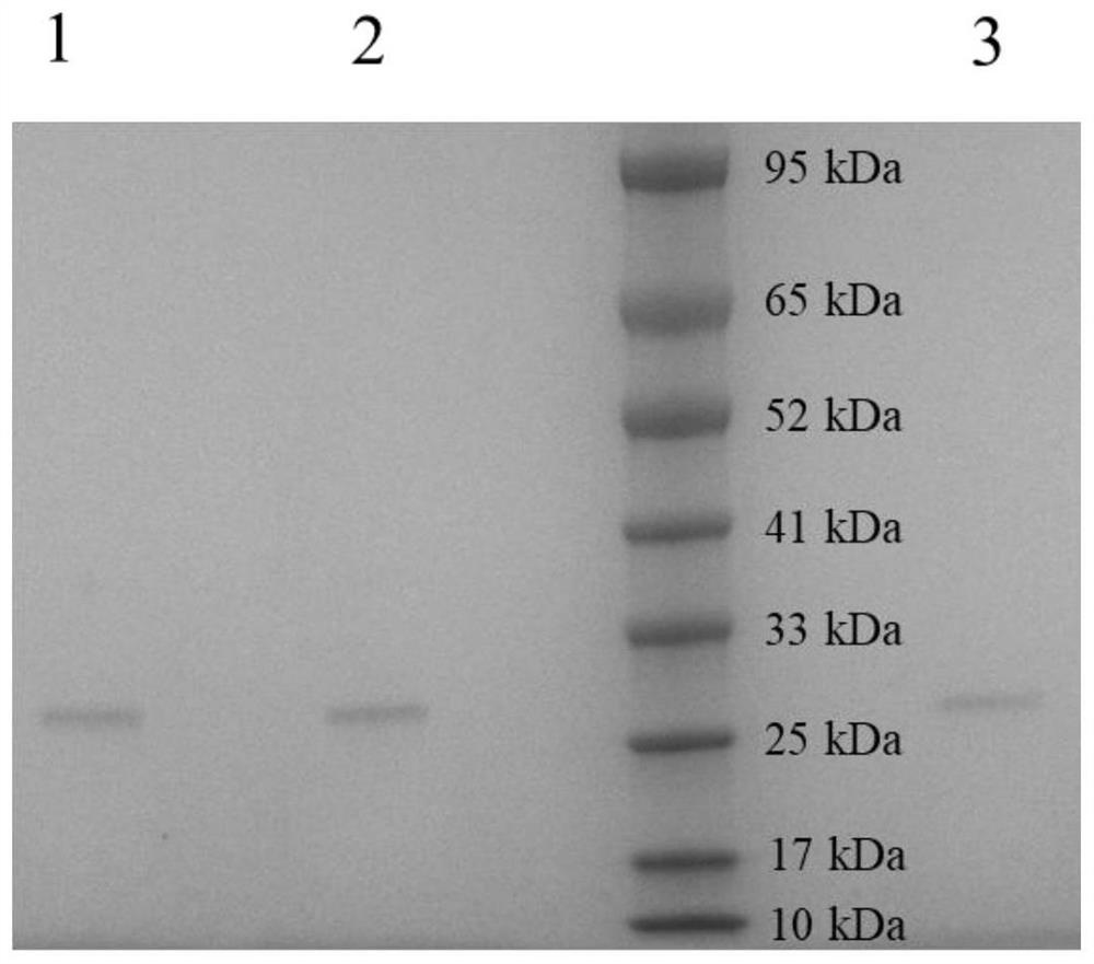Meso-2, 3-butanediol dehydrogenase as well as mutant and application thereof