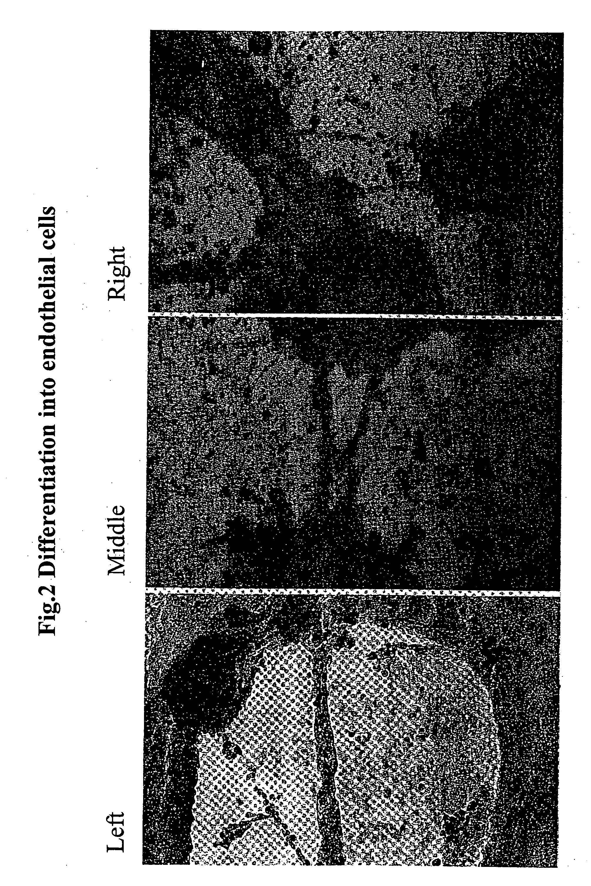 Dedifferentiated, programmable stem cells of monocytic origin, and their production and use